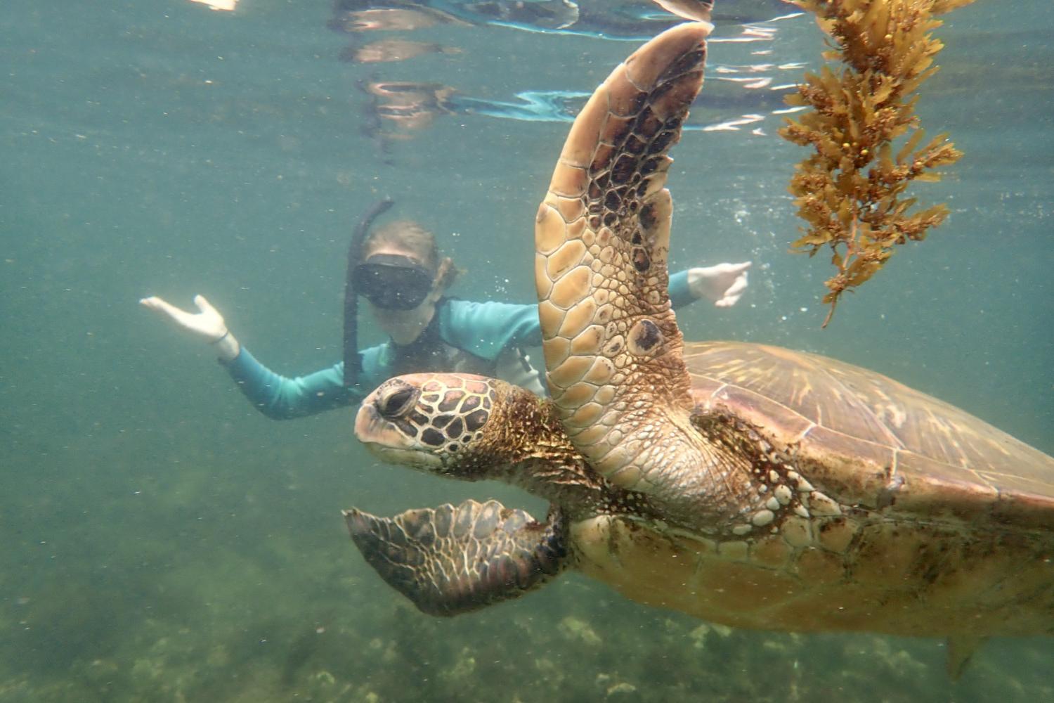 一名<a href='http://0ao3ty.dbcp999.com'>bv伟德ios下载</a>学生在Galápagos群岛游学途中与一只巨龟游泳.
